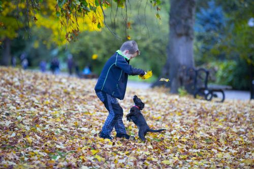 Happy Boy And Autumn Leaves