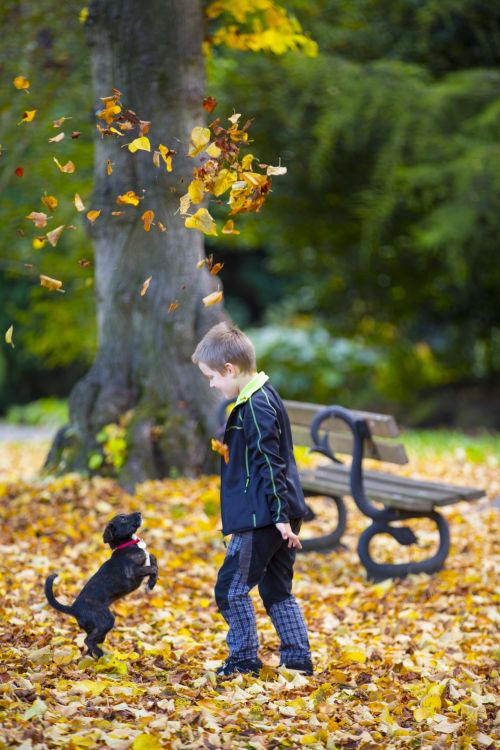 Happy Boy And Autumn Leaves