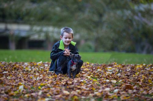 Happy Boy And Autumn Leaves