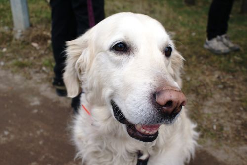 happy dog dog