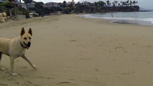 Happy Dog At The Beach
