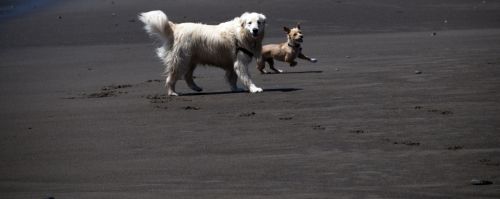 Happy Dogs On Beach