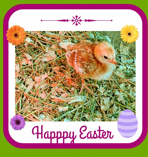 Happy Easter Chick