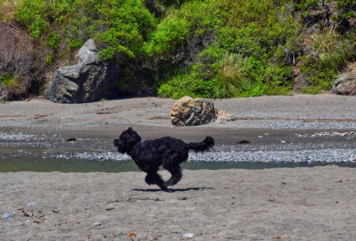 Happy Running Black Dog