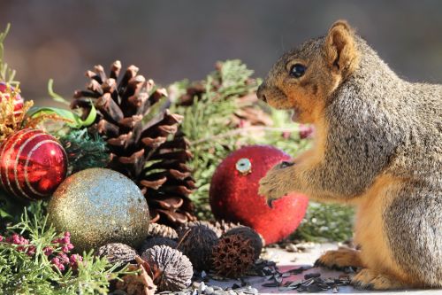 Happy Squirrel At Christmas