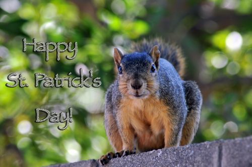 Happy St. Patrick&#039;s Day Squirrel
