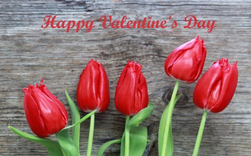 Happy Valentine&#039;s Day Red Tulips