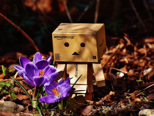 harbinger of spring danbo crocus