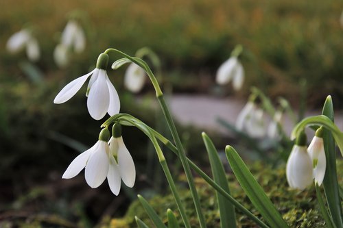 harbingers of spring  garden  white
