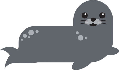 harbor seal sitting