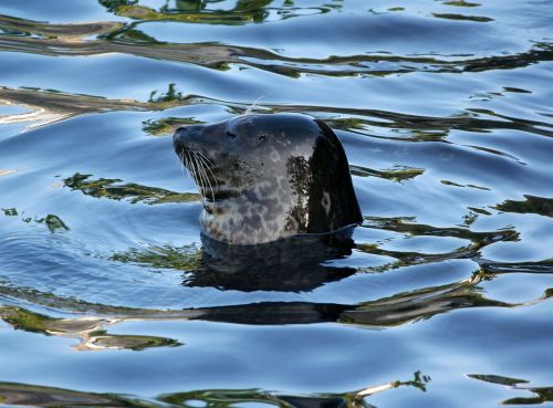 harbor seal phoca vitulina female