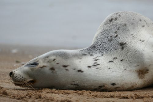harbor seal common seal seal