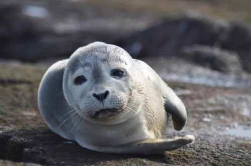 harbor seal resting sand