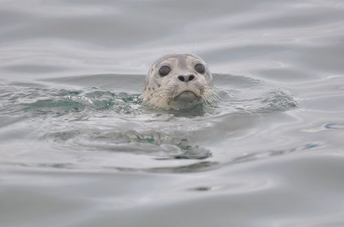 harbor seal swimming water