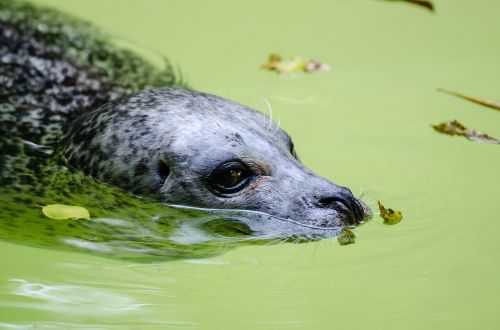 harbor seal swimming mammal