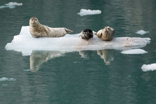 harbor seals ice looking