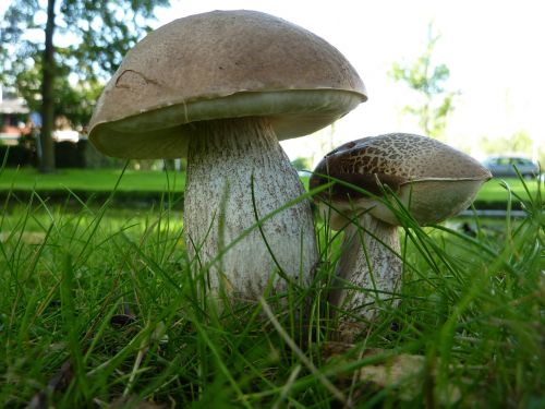 hard populierenboleet mushroom