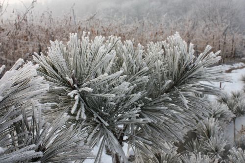 hard rime winter snow