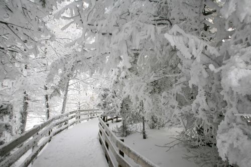 hard rime ice winter trees