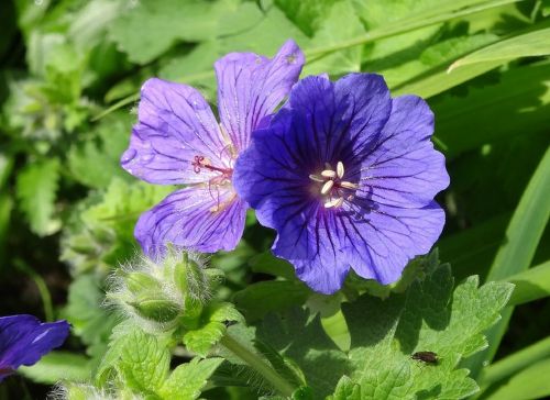 hardy geranium flower garden