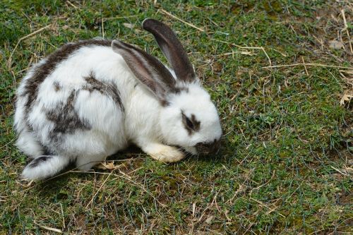 hare rabbit cute