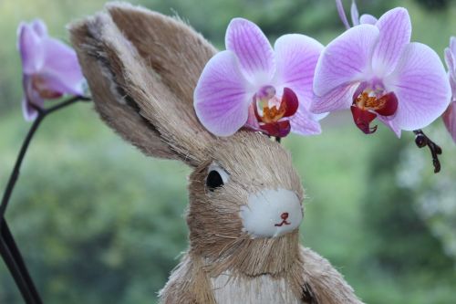 hare flower animal