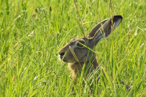 hare hidden meadow