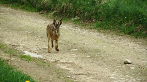 hare wild run
