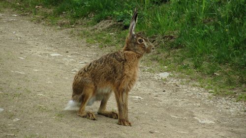 hare sits on away wild
