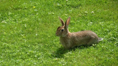 hare animal long eared