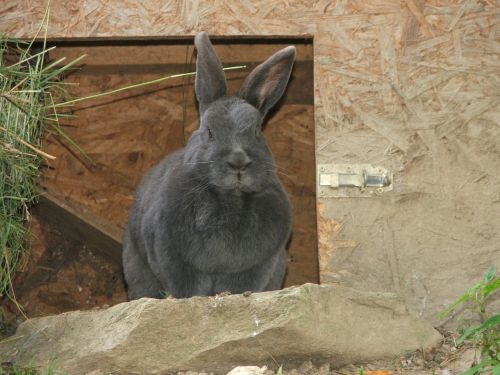 hare rabbit zoo