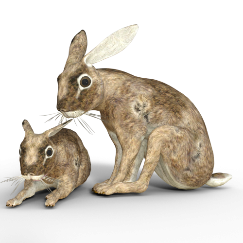 hare wild animal rabbit