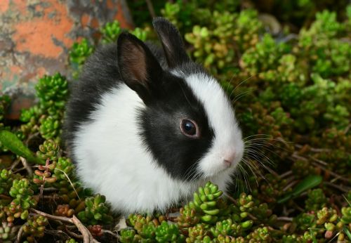 hare bunny cute