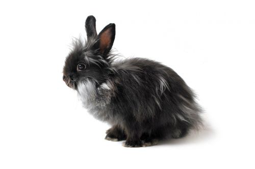 hare rabbit black