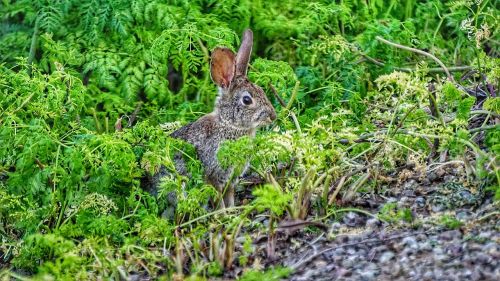 hare rabbit bunny