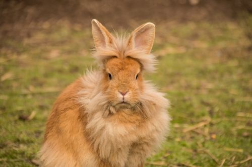 hare rabbit lion head