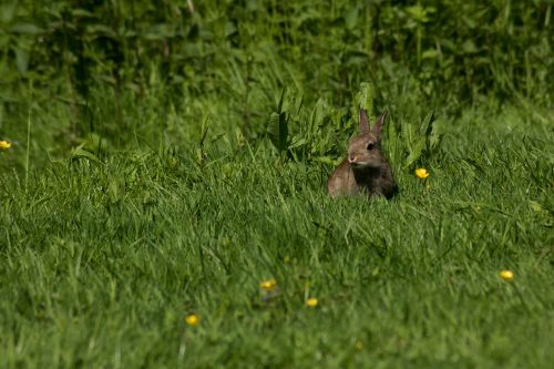 hare rabbit meadow
