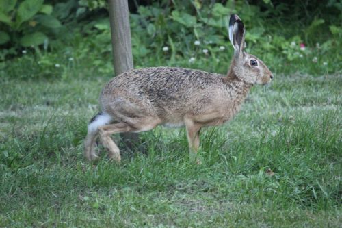 hare nature recording wild hare