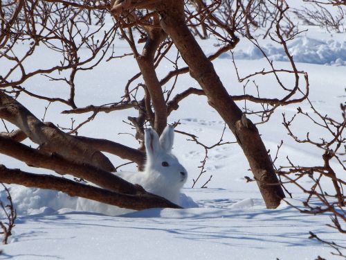 hare whitey animal