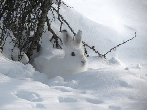 hare whitey nora