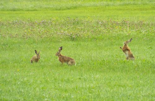 hare rabbit wild hare