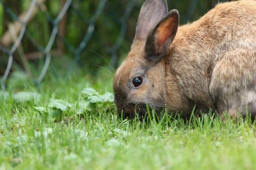 hare rabbit close