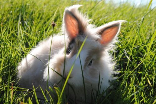 hare animal nature