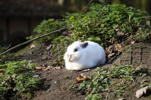 hare rabbit wild rabbit