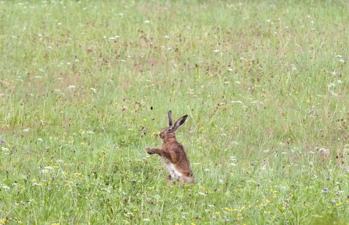 hare sitting meadow