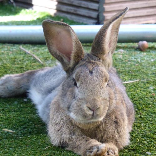 hare rabbit ears