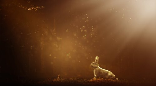 hare  forest  nature