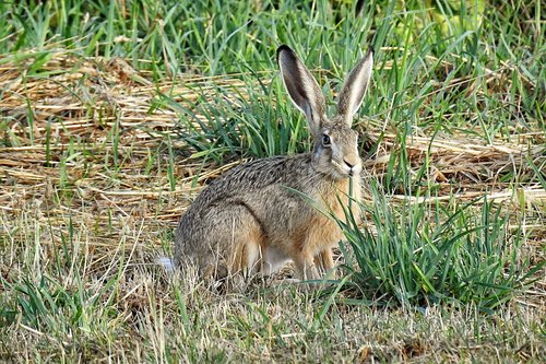 hare  mammal  animal