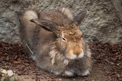 hare  animal  animal world