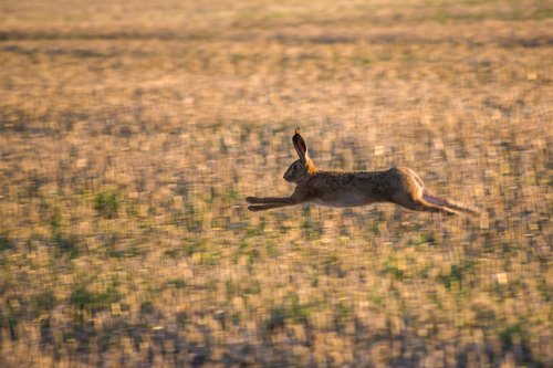 hare  field  race